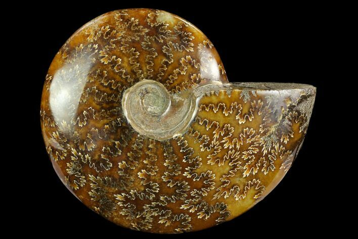 Polished Ammonite (Cleoniceras) Fossil - Madagascar #127221